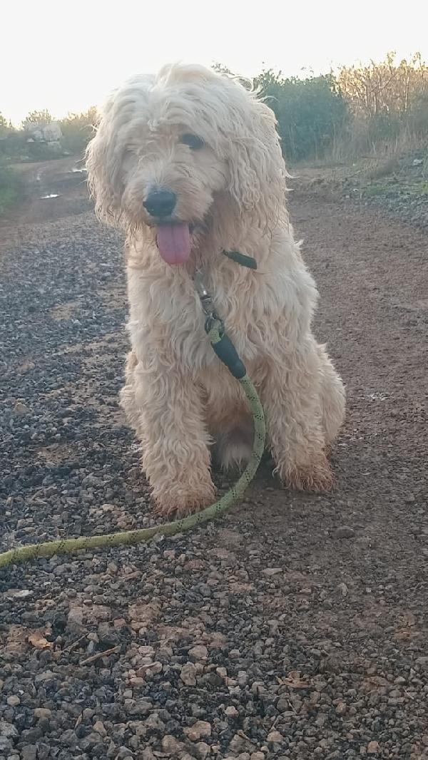 Fluffly, un barbonicino tenerissimo Foto 4